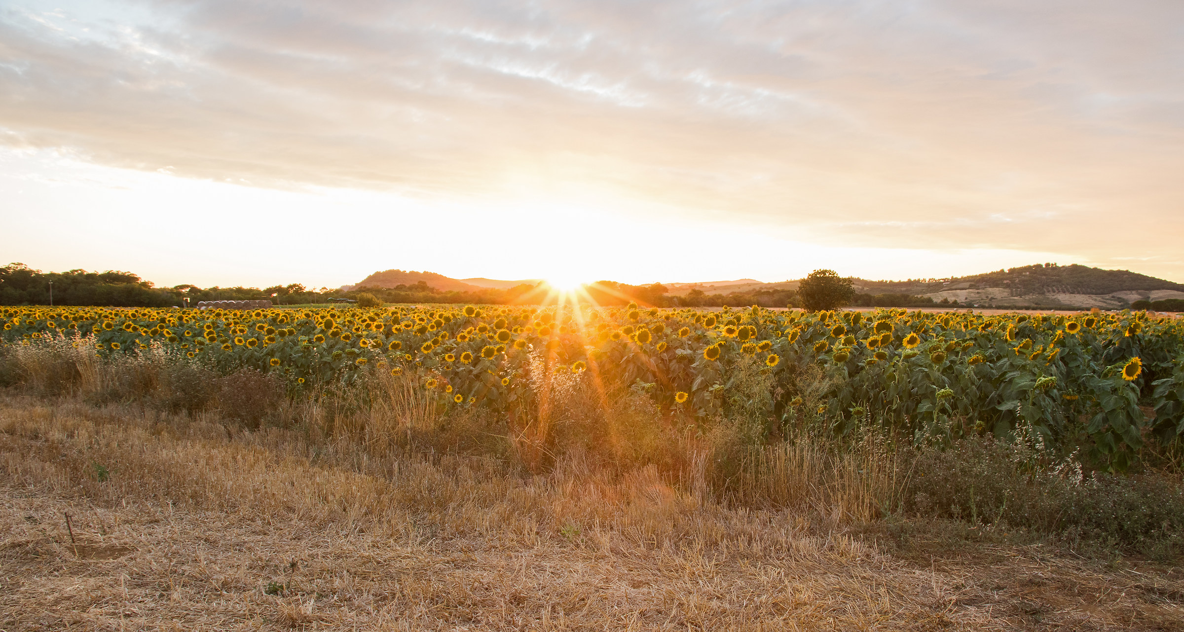 sunflowers