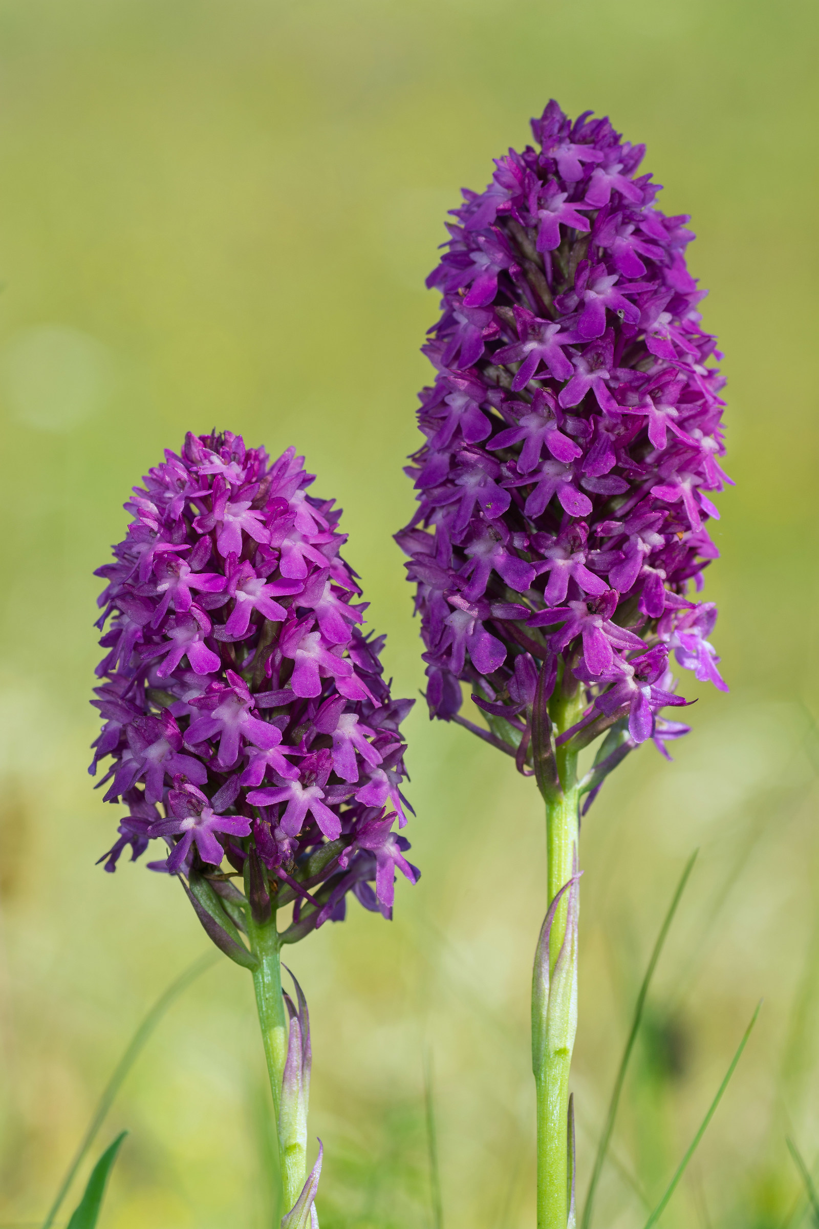 Anacamptis pyramidalis