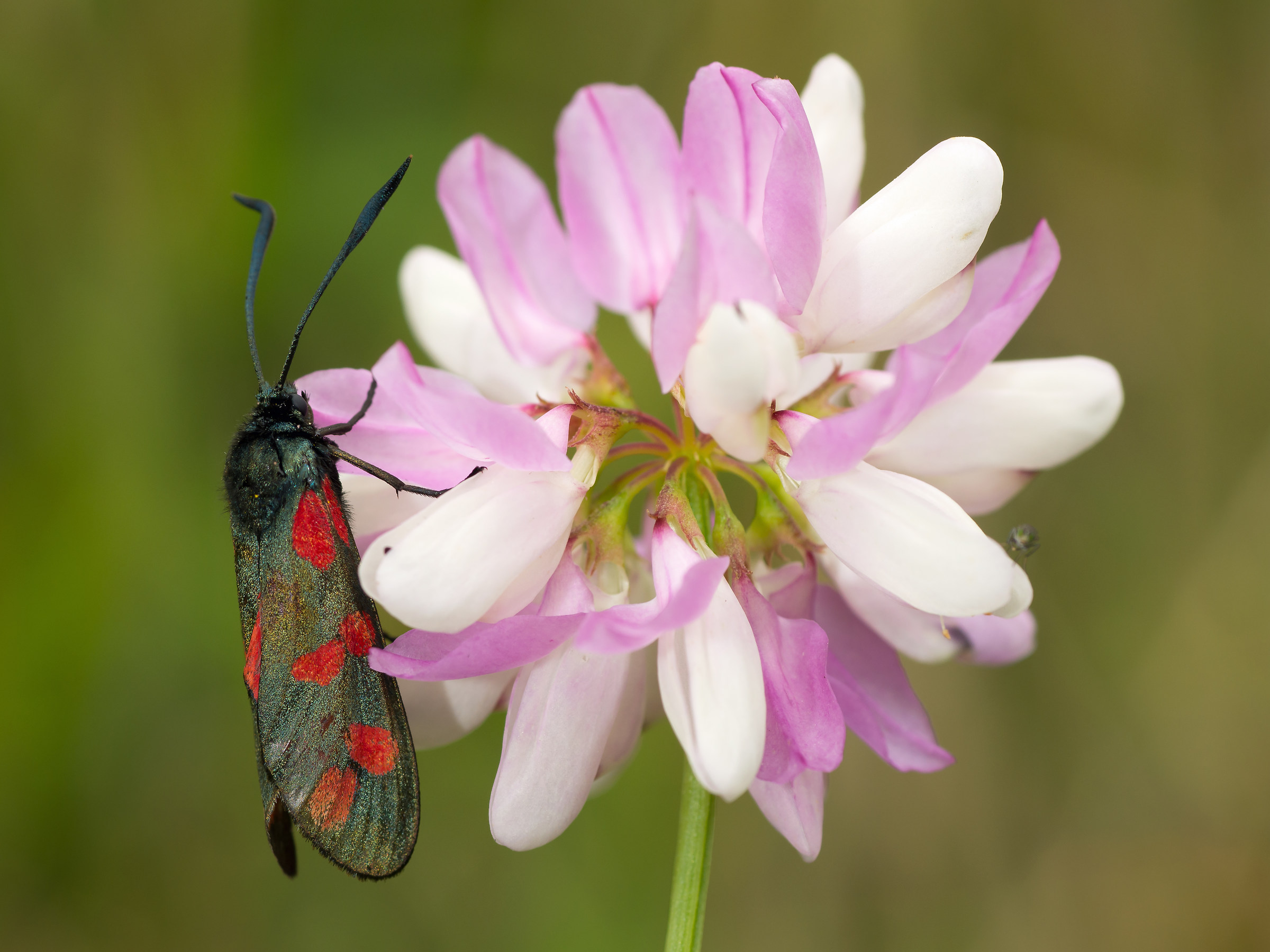 Zygaena filipendulae