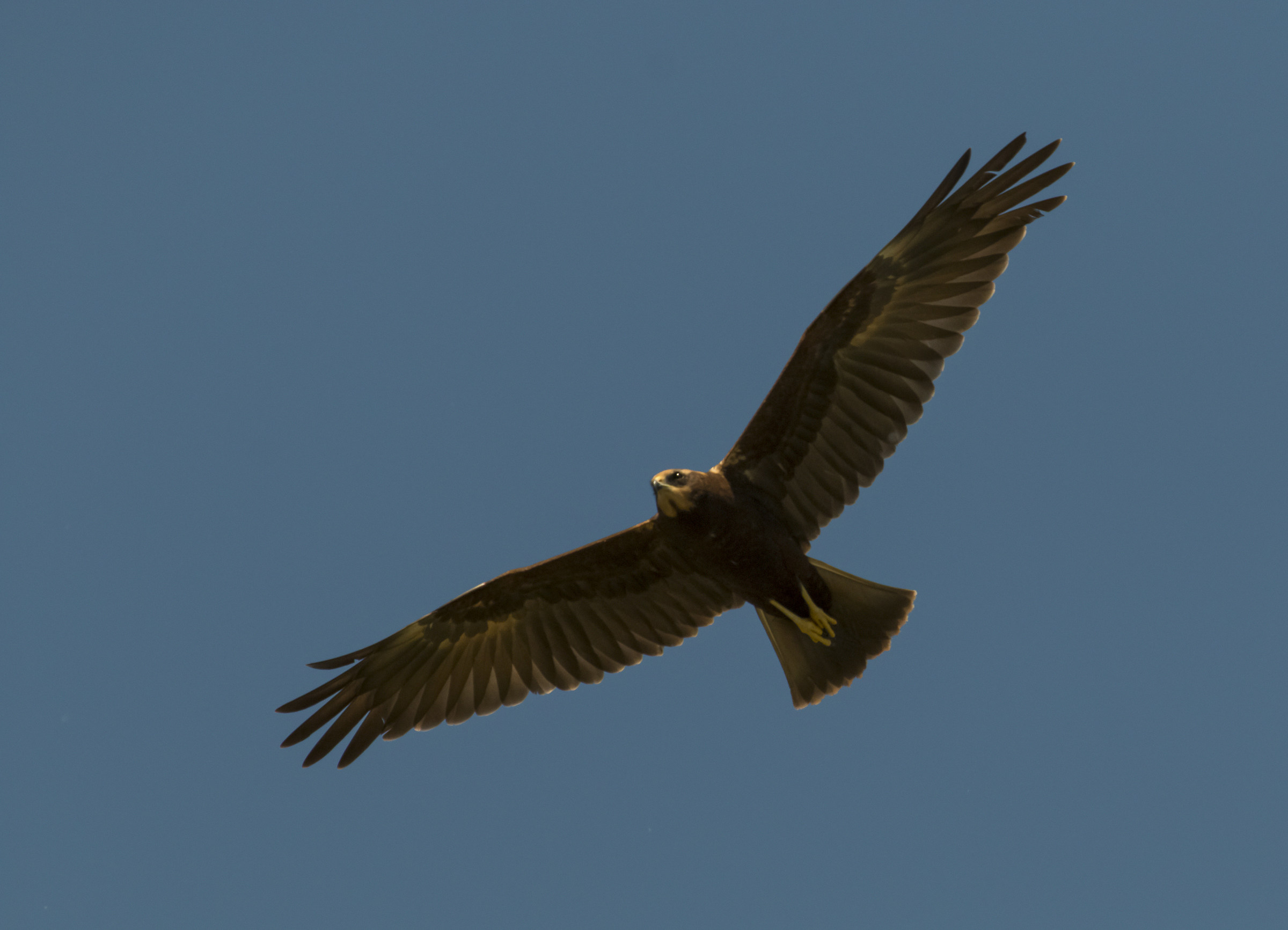 Giovane falchessa di palude