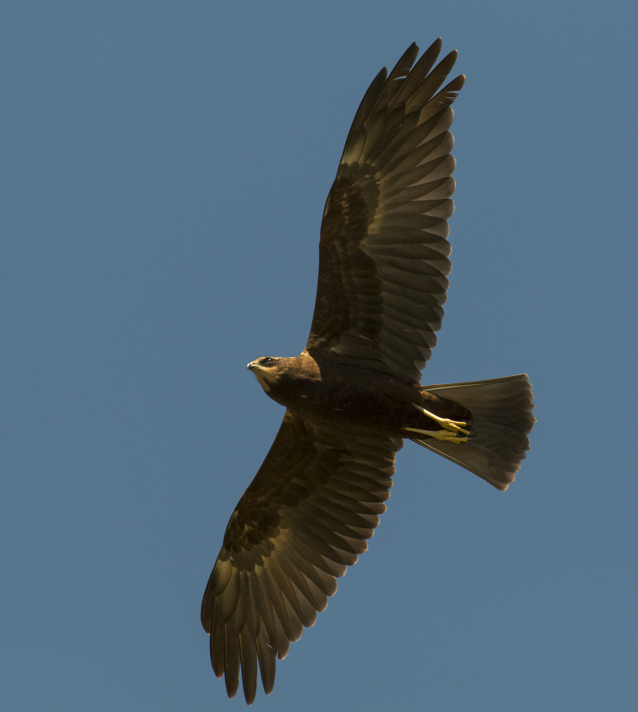 Young falchessa marsh