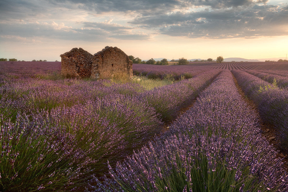 Lavanda al tramonto