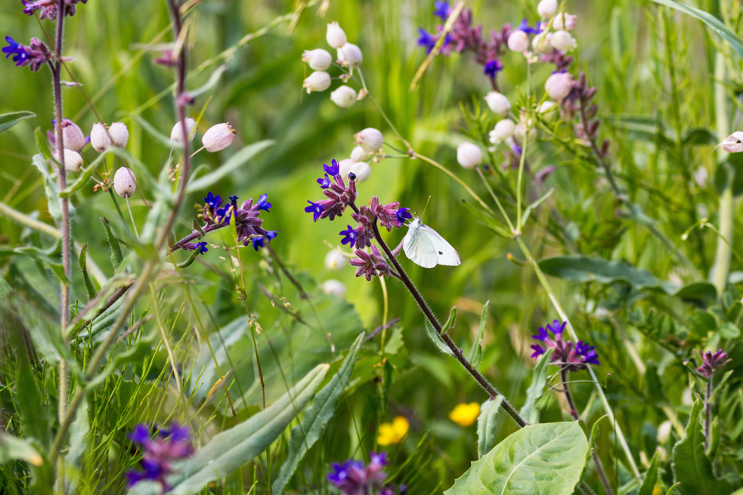 meadow flowers with white butterfly.