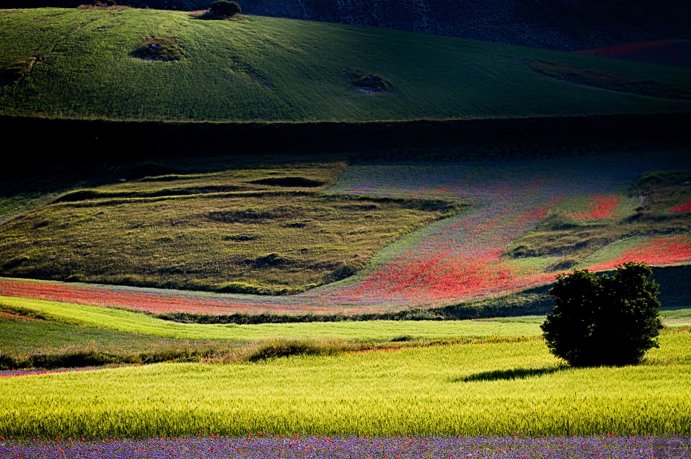The tree surrounded by color, light and shadow ..