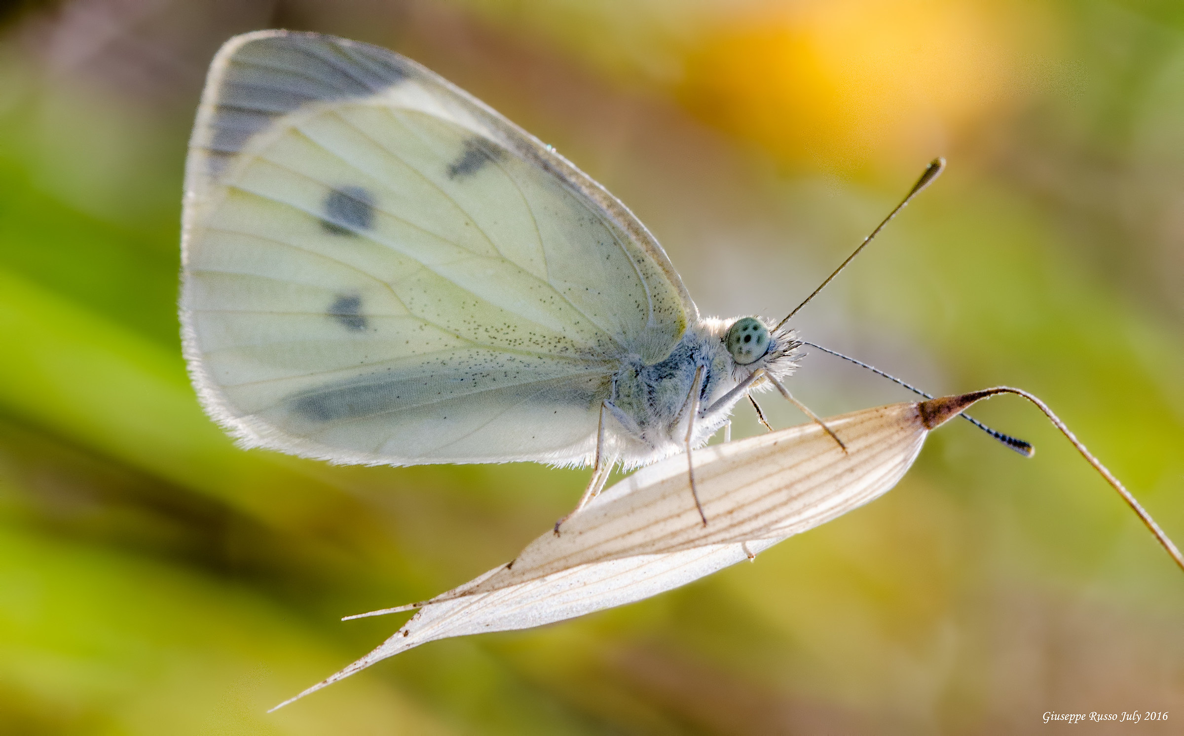 La dolcezza di Pieris sul chicco di luce.