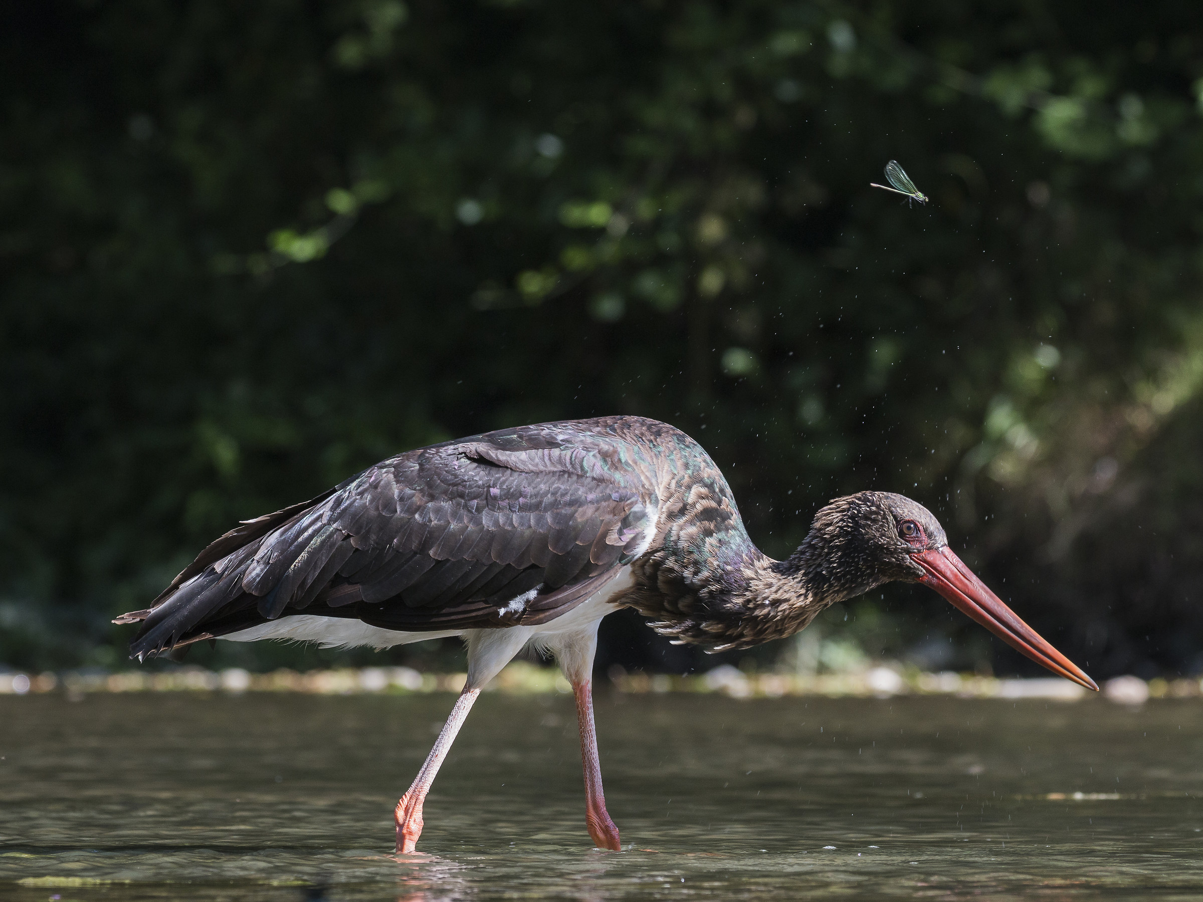 The dragonfly and the stork ..... aooo xke follow me ....