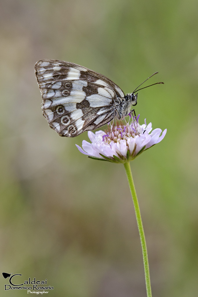 Melanargia galathea