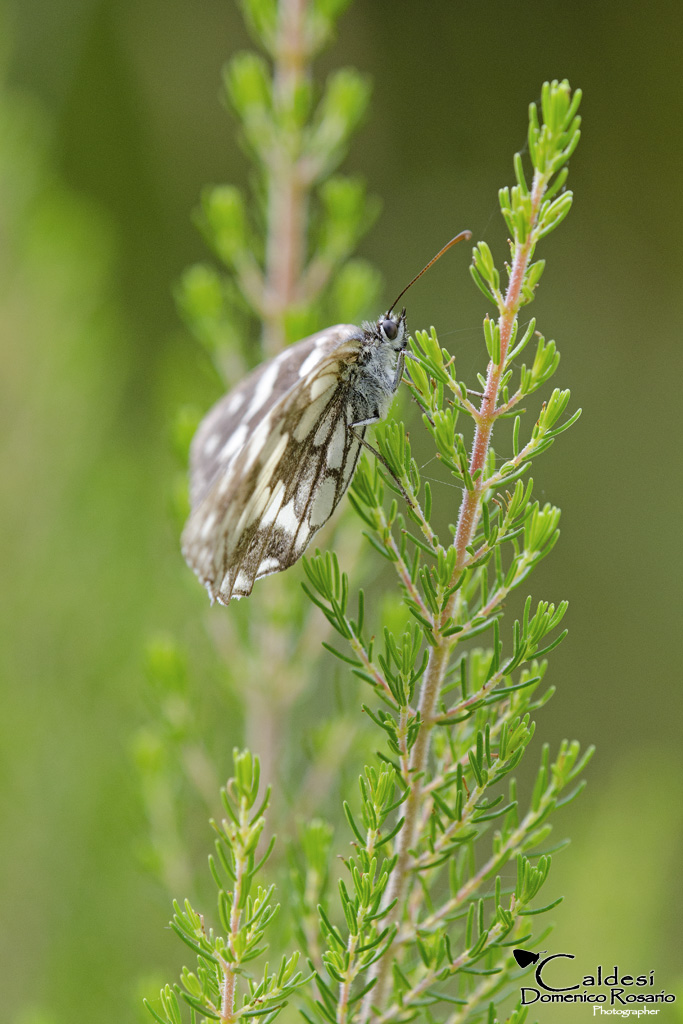Melanargia galathea