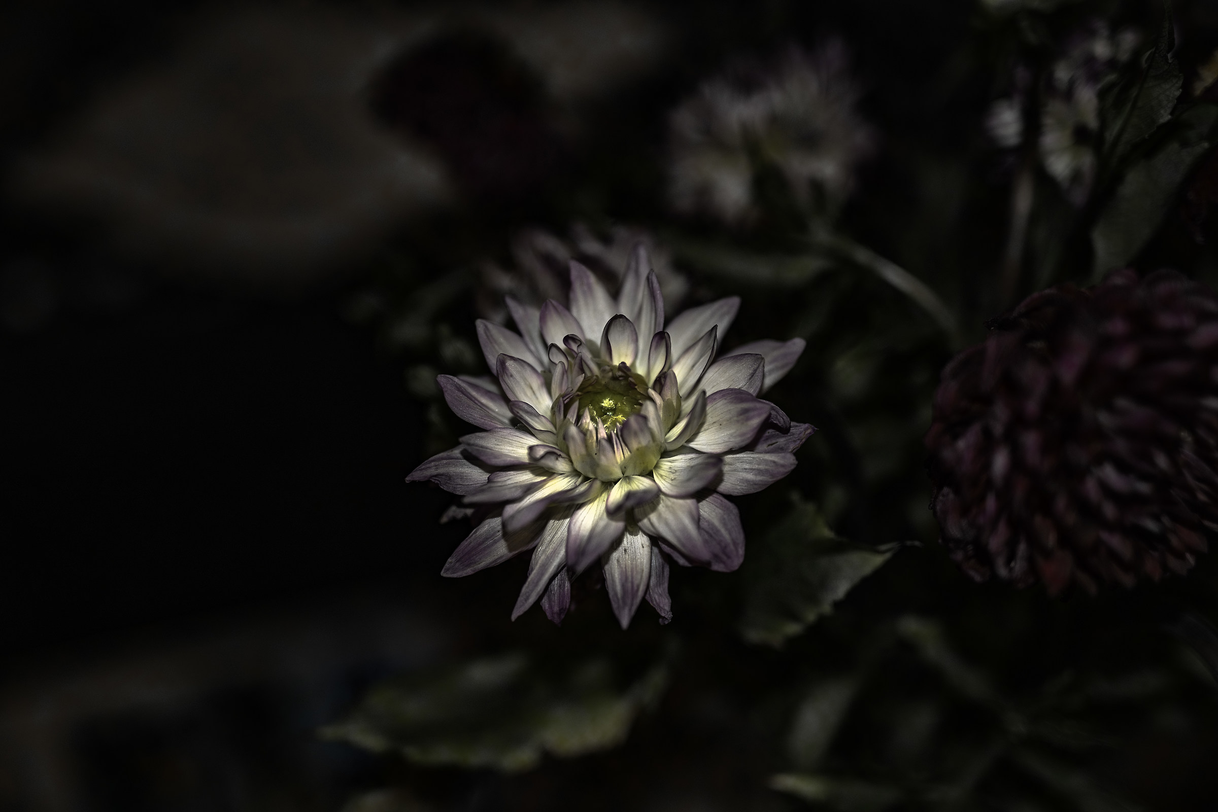Fiore di ieri