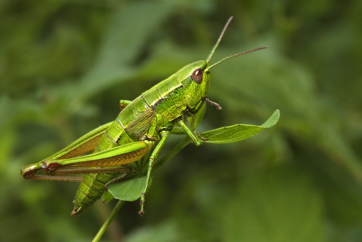 Euthystira brachyptera