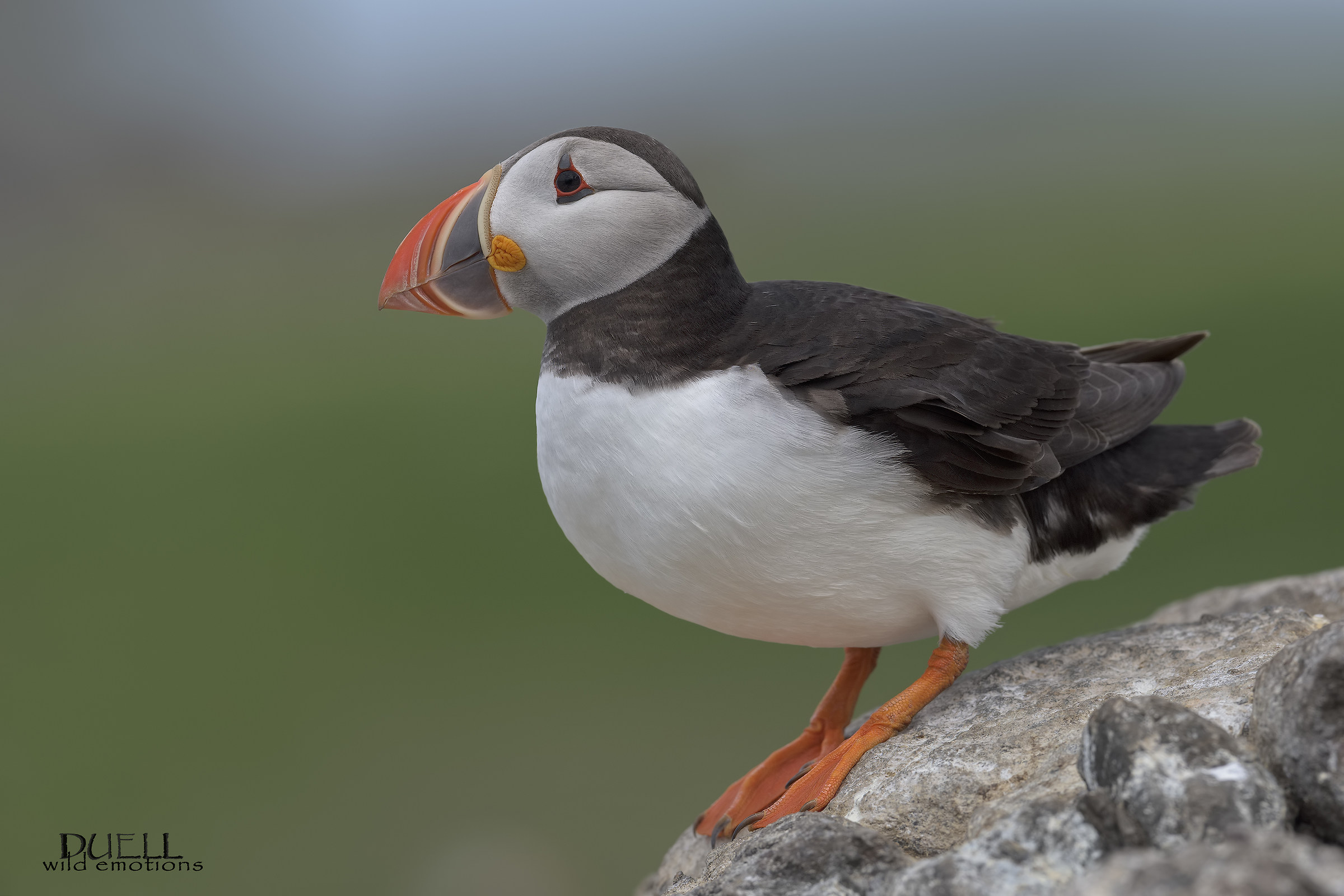puffin