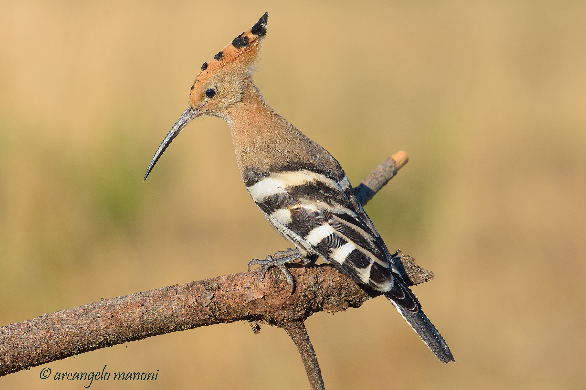 L'attenzione dell'upupa
