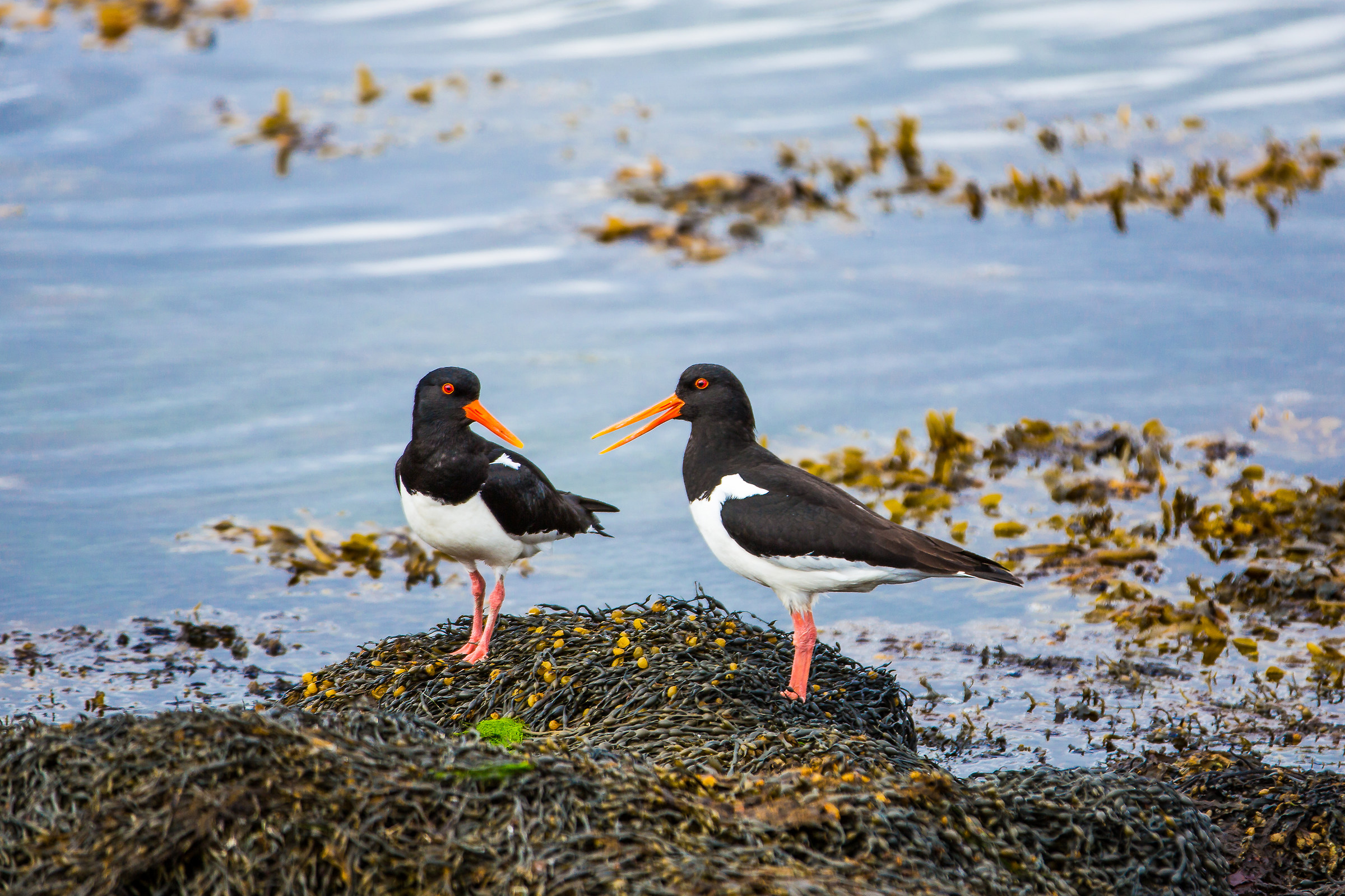 Dialogo tra beccacce di mare (Oystercatcher,Haematopus)