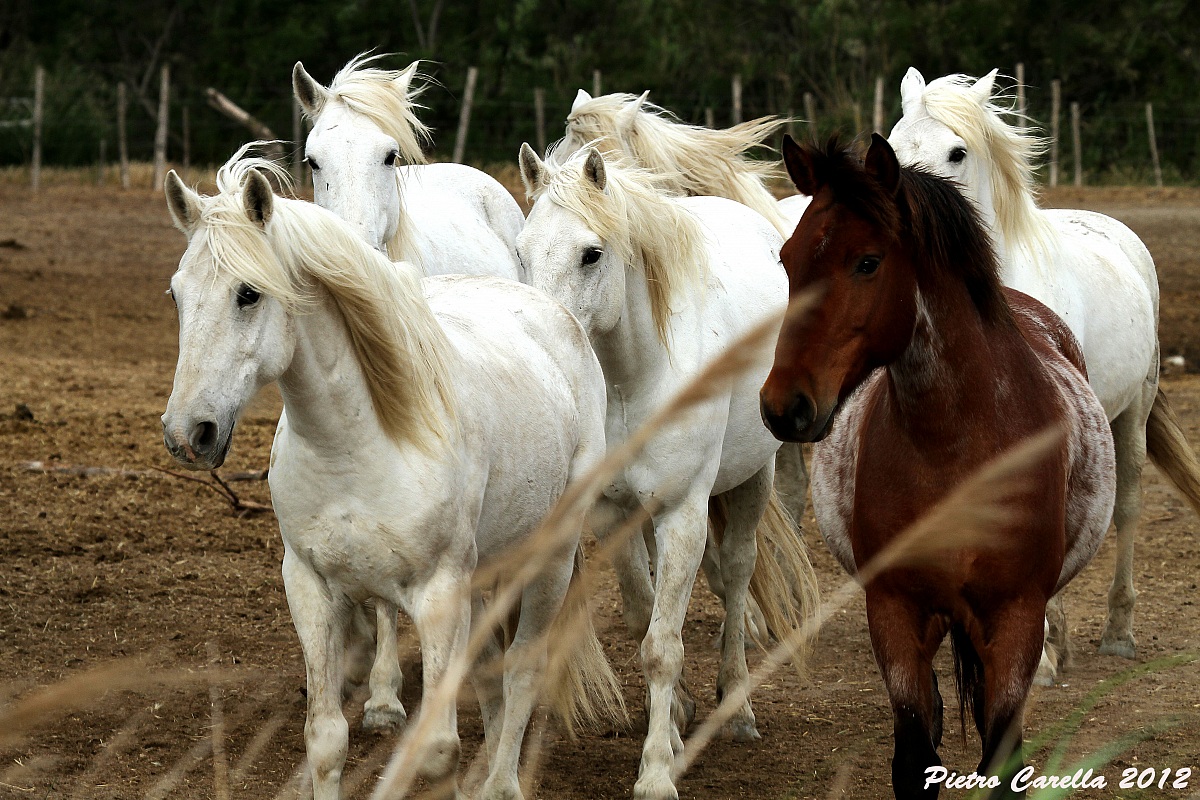 Camargue