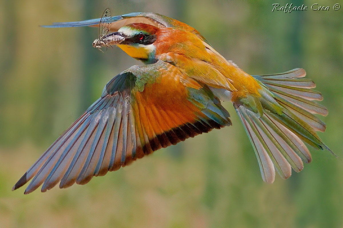 Il Gruccione e la Cicala