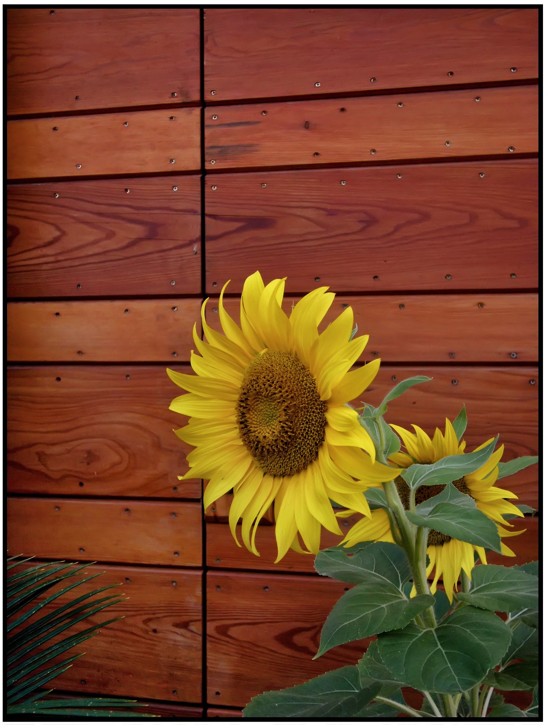 Sunflowers at the entrance.