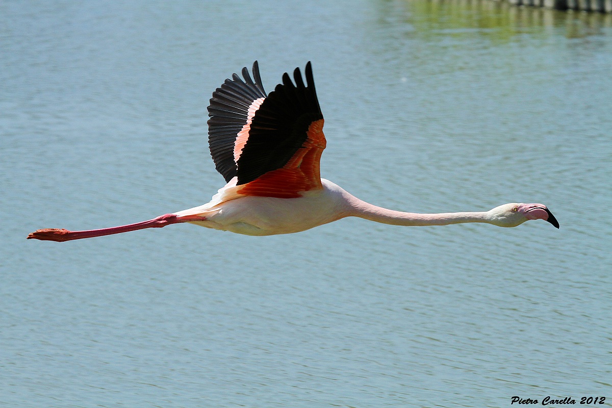 Flight flamingo
