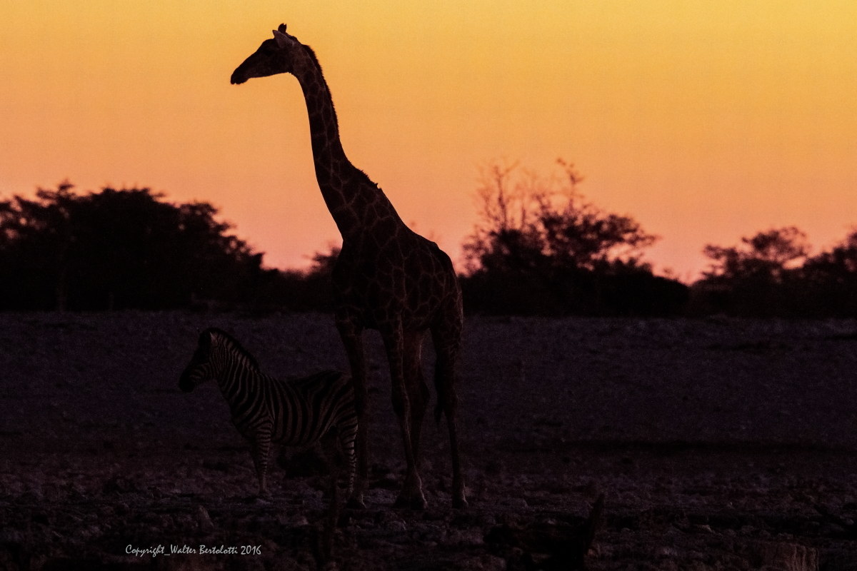 etosha skyline