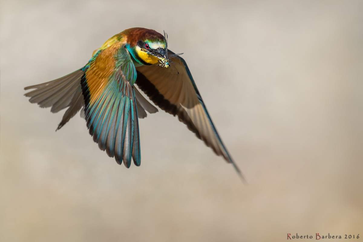 Bee-eater in flight with prey
