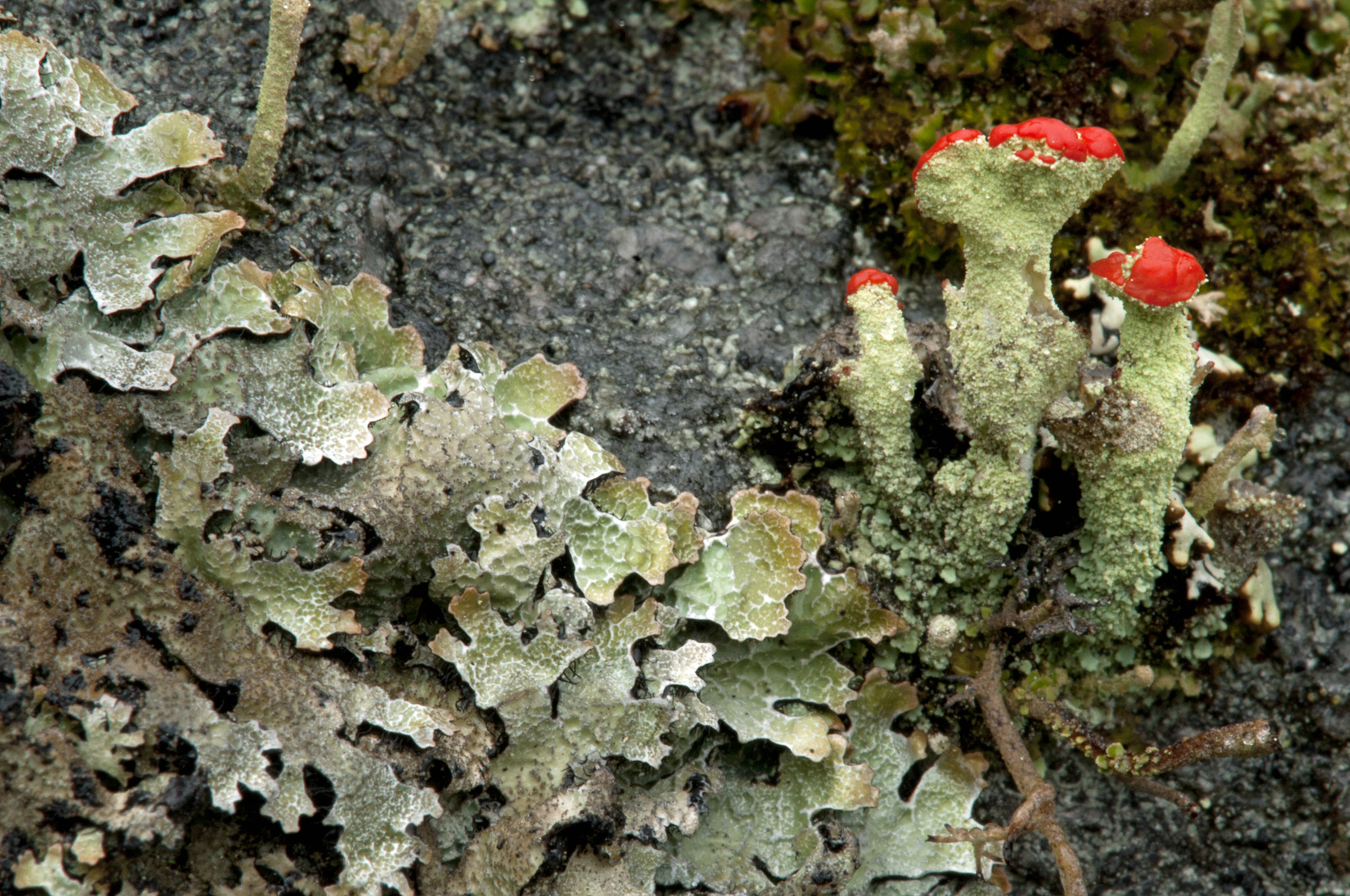 Cladonia coccifera