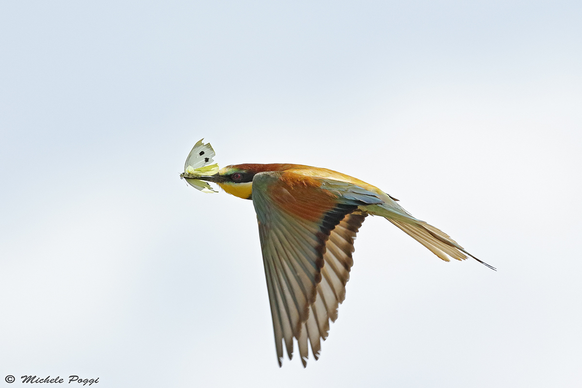 bee eater