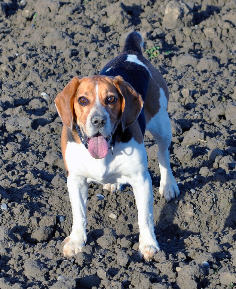 Roda (beagle)
