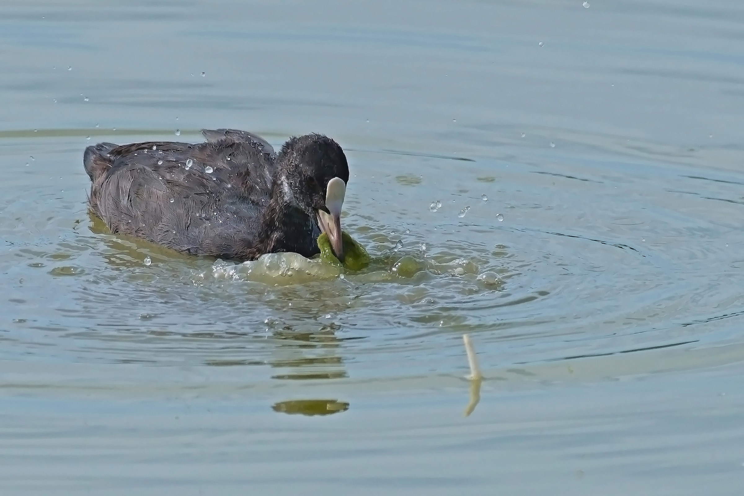 Folaghina a colazione