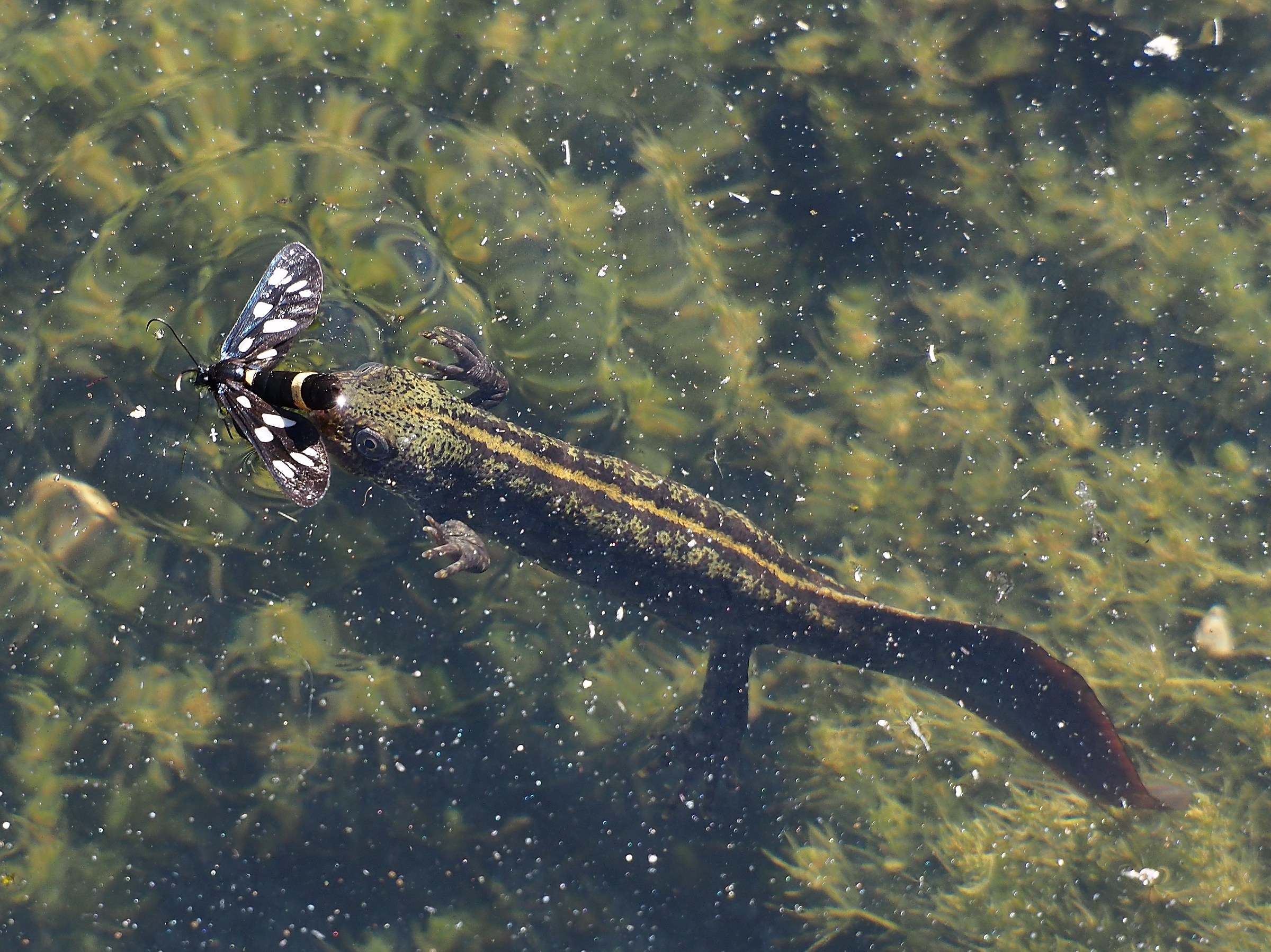 Newt and the Butterfly