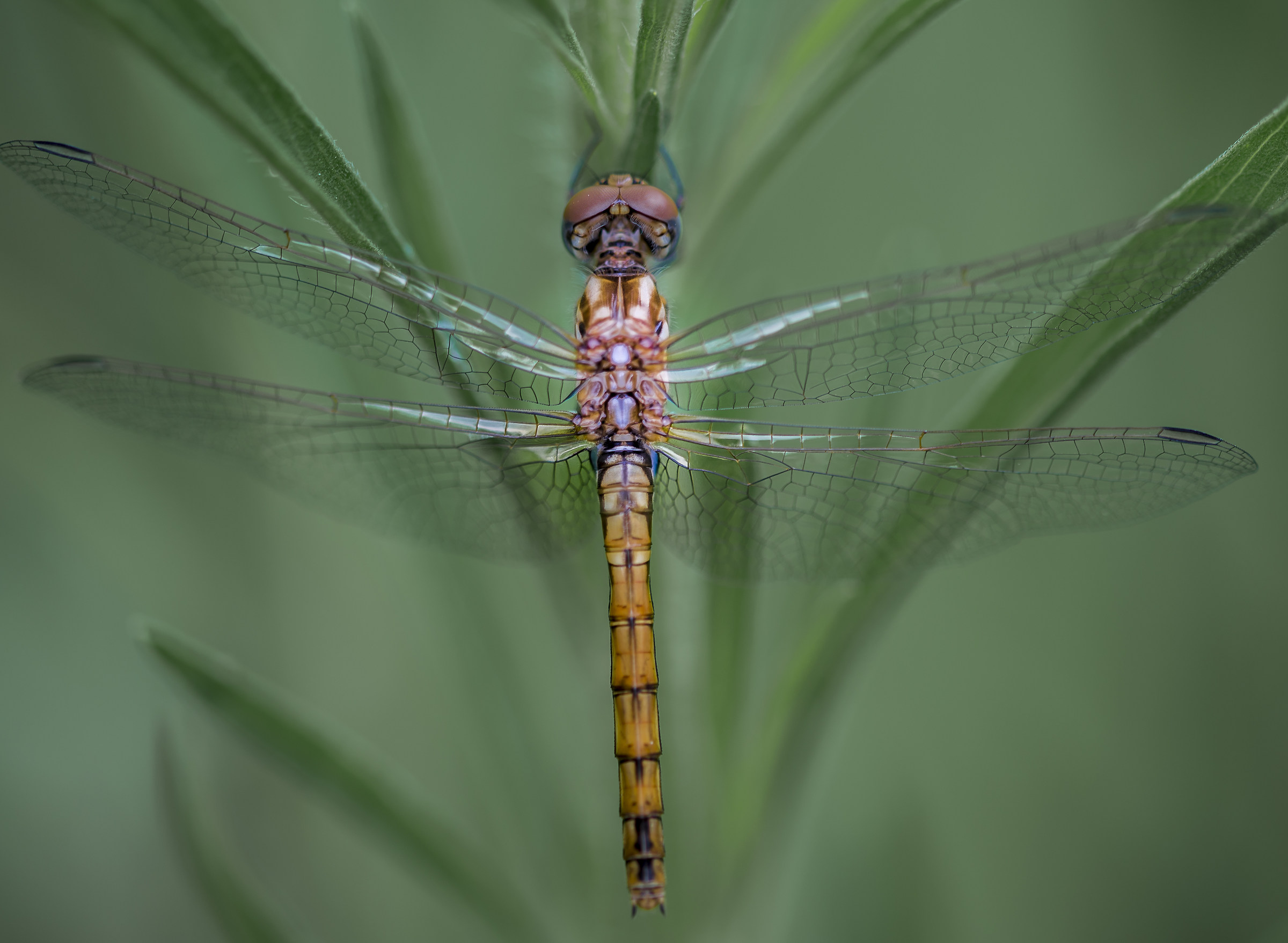 quadrimaculata dragonfly