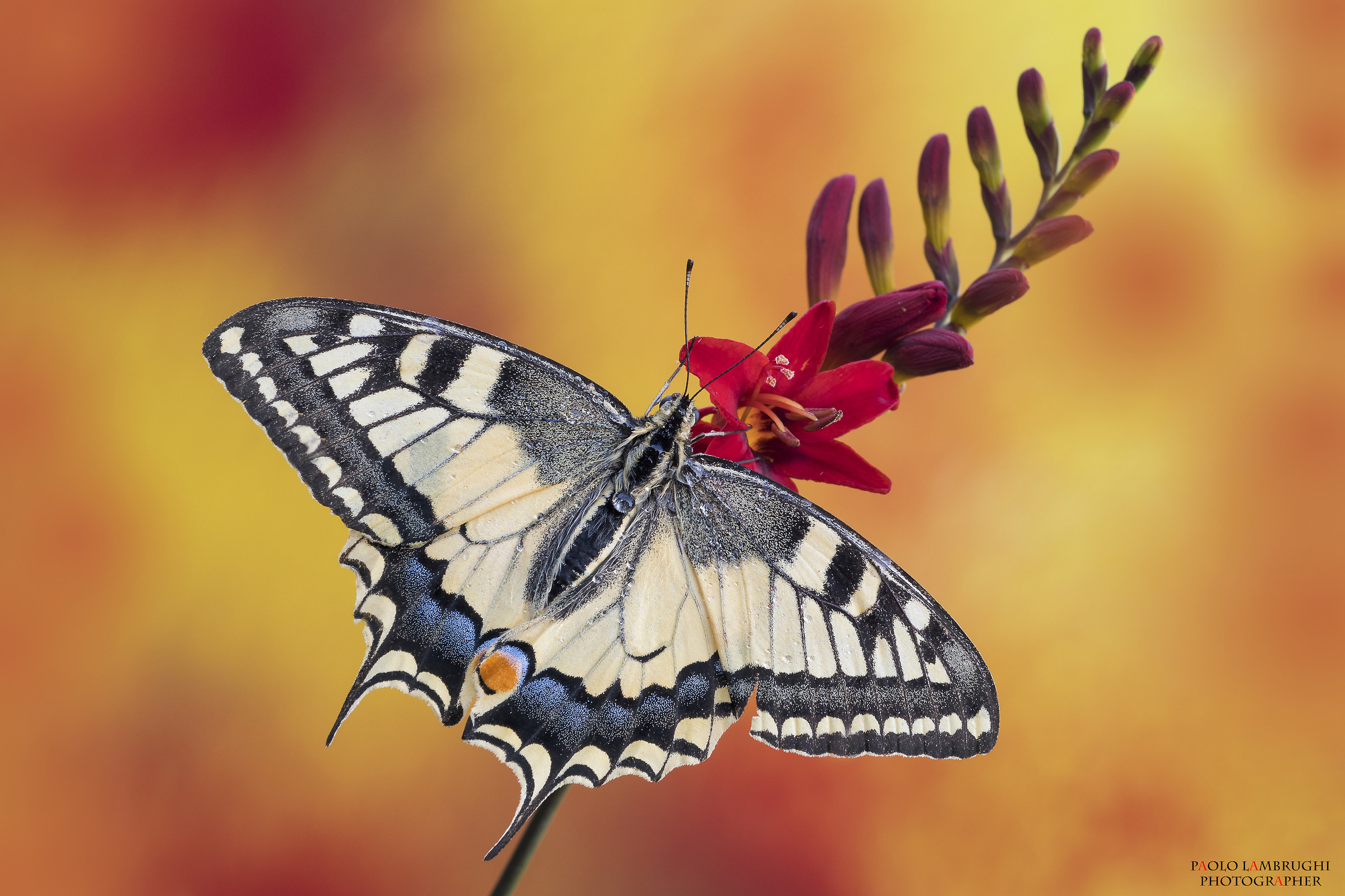 Pronta a spiccare il volo