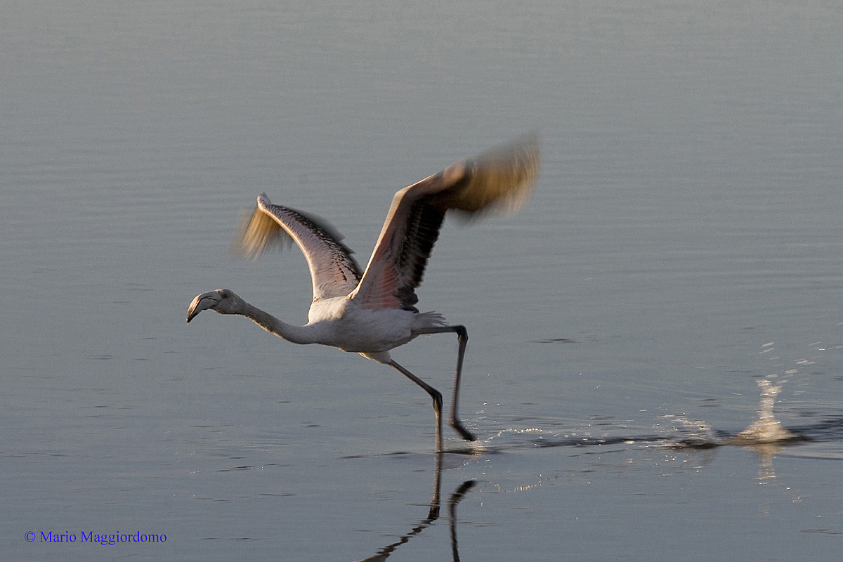Il decollo del fenicottero