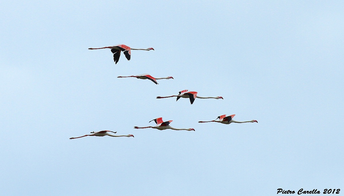Group flight