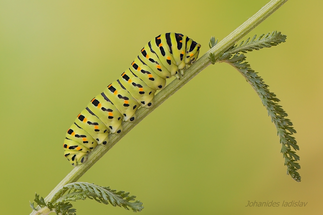 Papilio machaon