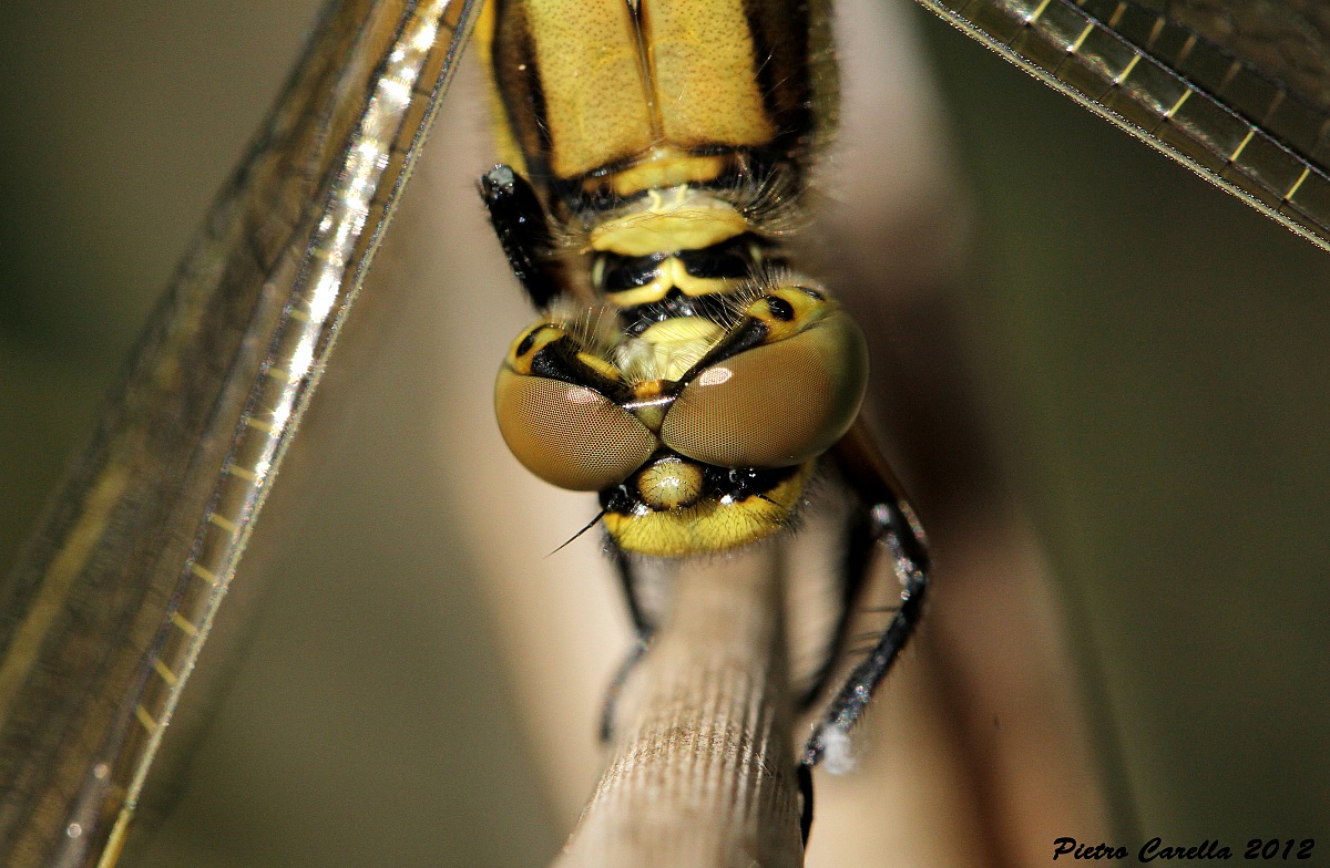 Dragonfly Eyes