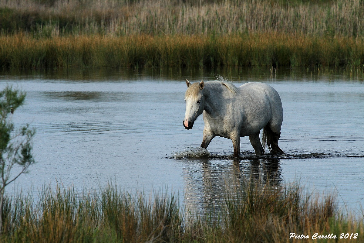 Setting Camargue
