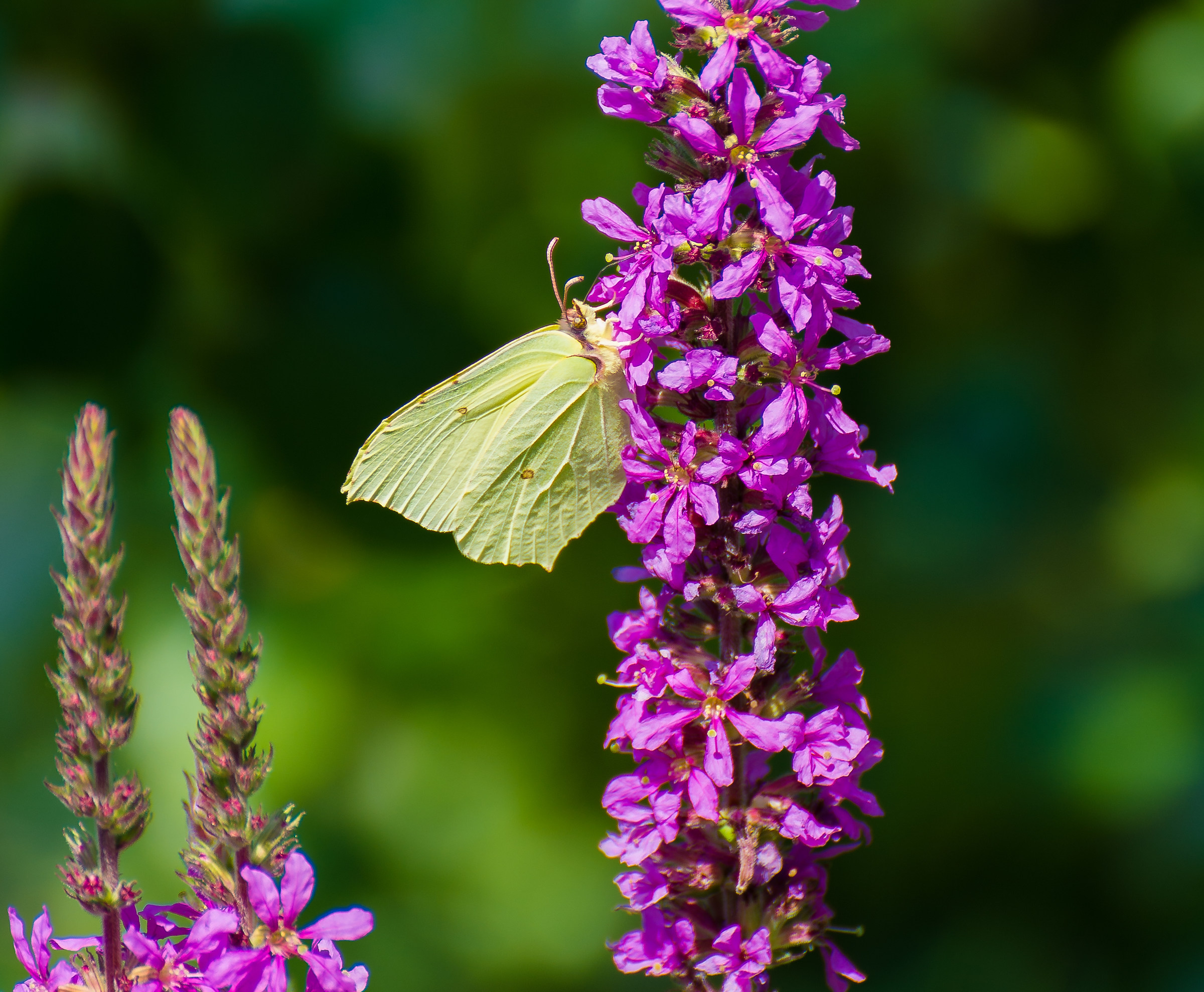 Gonepteryx rhamni (Cedronella) poggiata su Lythrum Sali