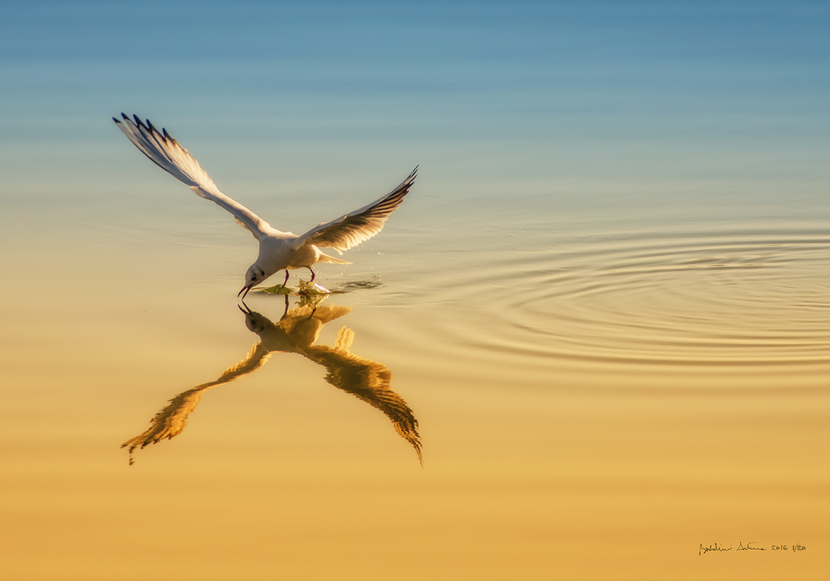 dove l'amore dimora.