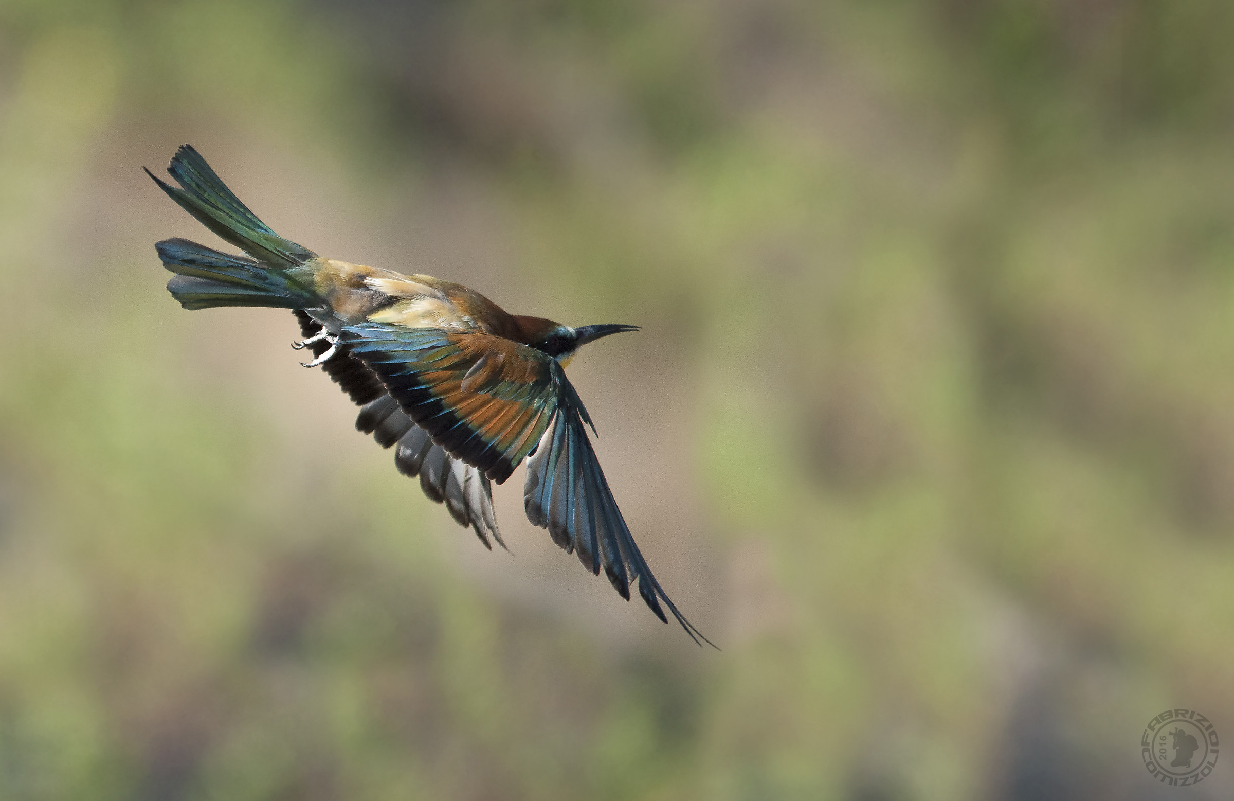 Gruccione - Merops apiaster