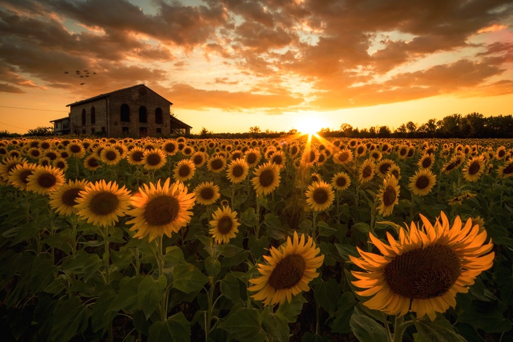 Sunset and sunflowers