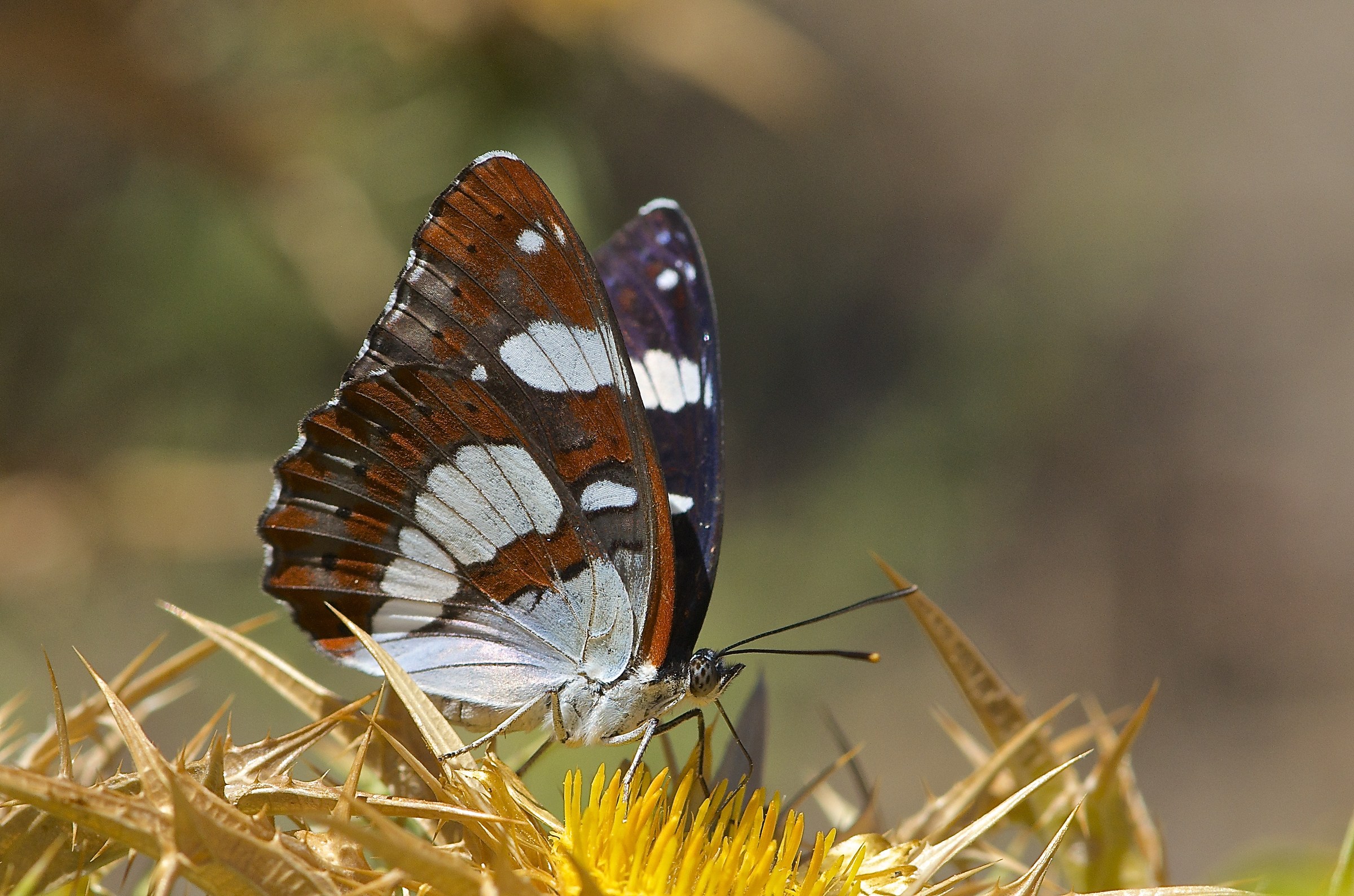 Limenitis reducta