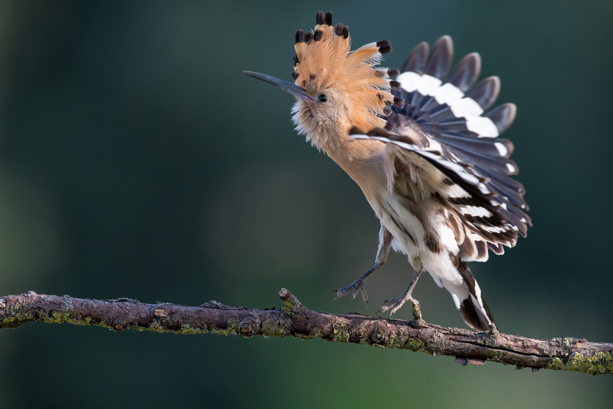Hoopoe landing