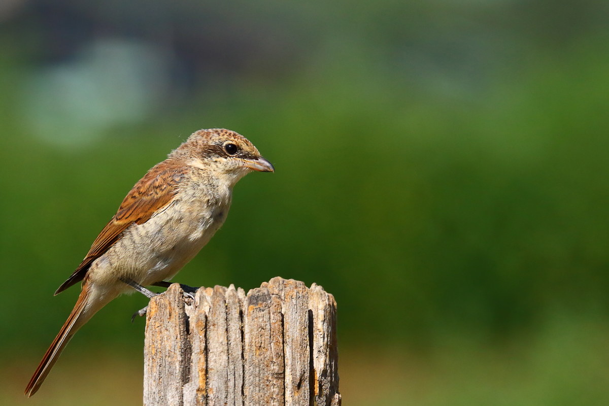 Shrike juv
