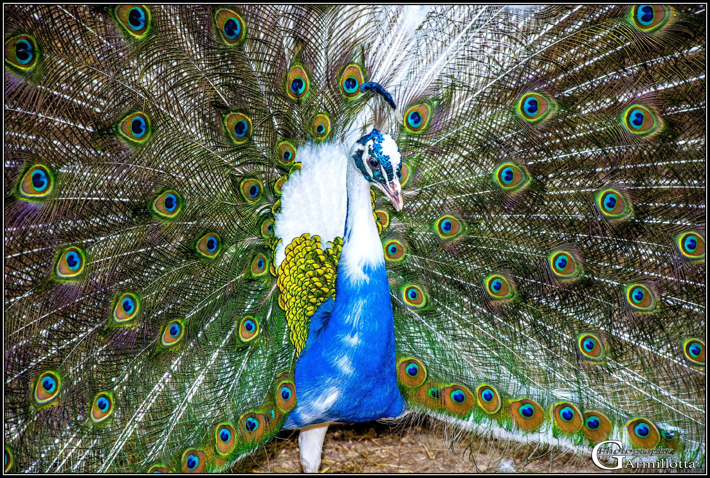 Peacock