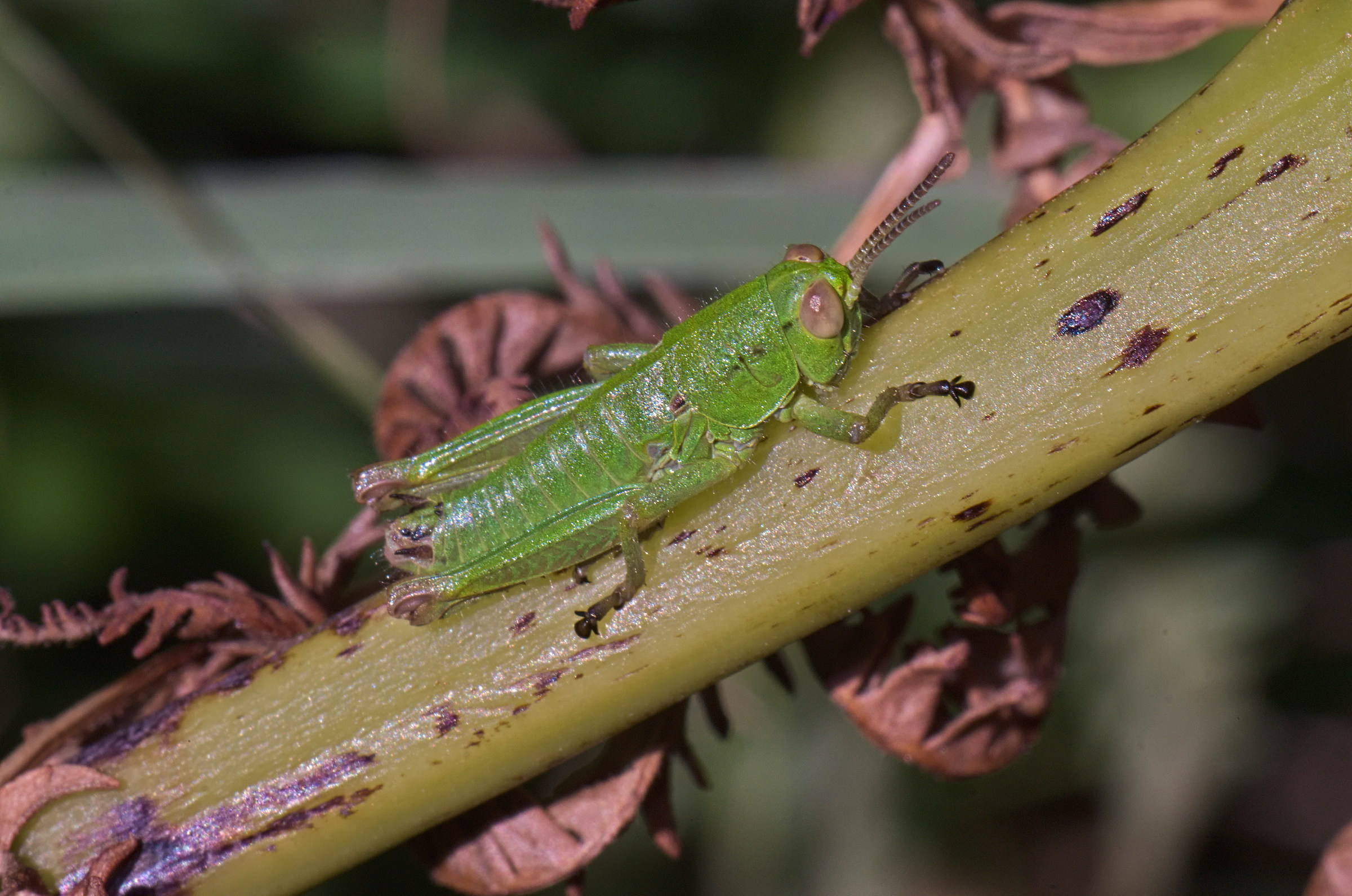 Piccola cavalletta verde