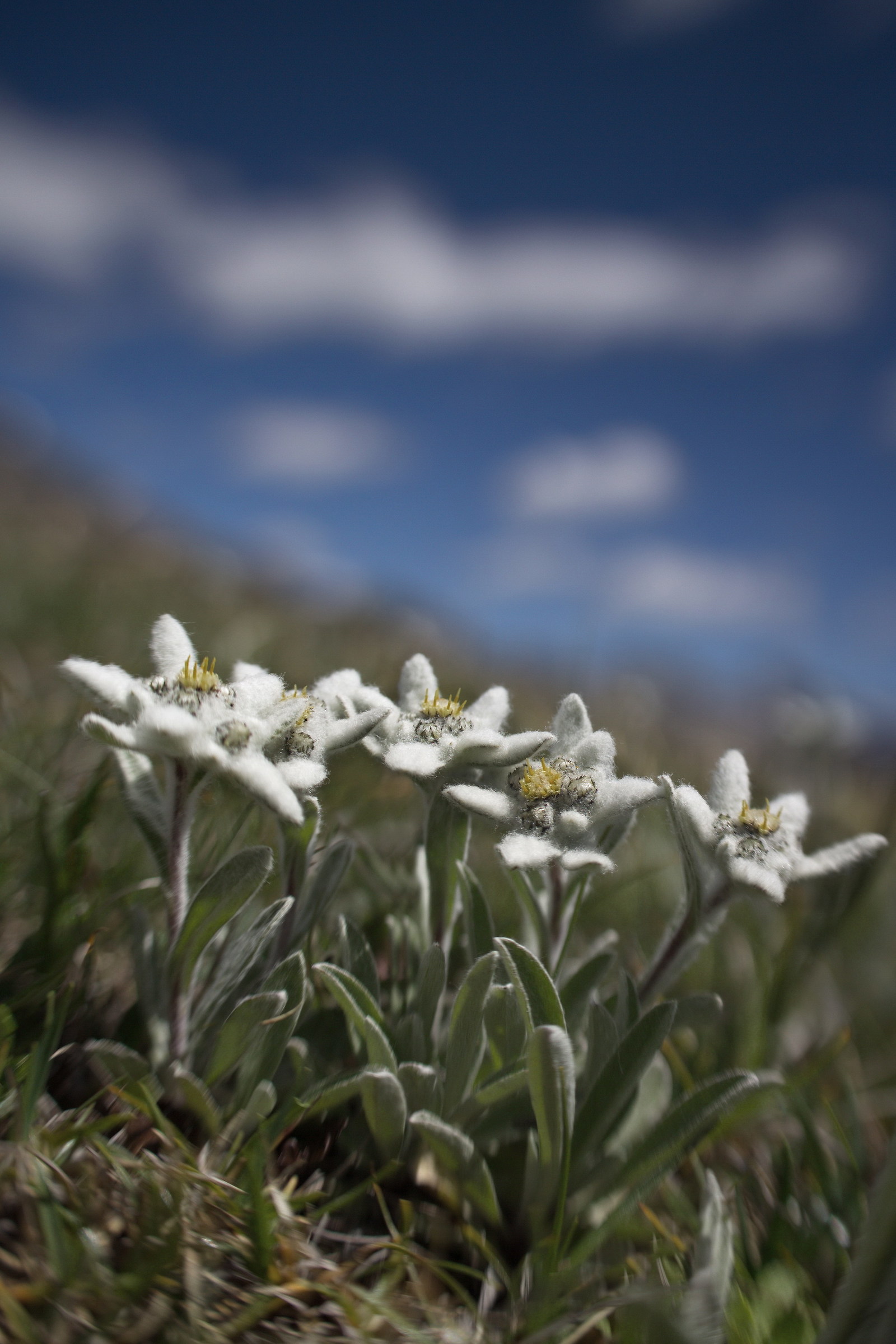 Edelweiss