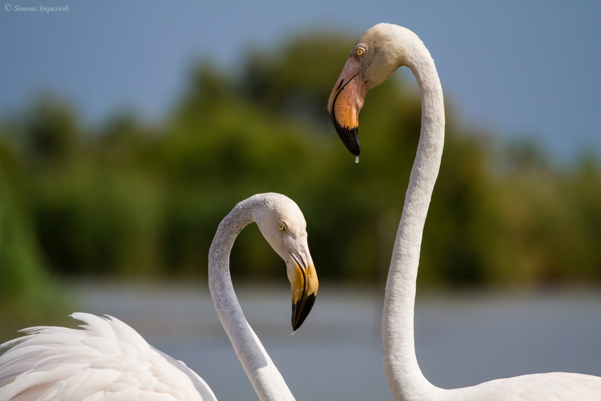 the Camargue flamingos