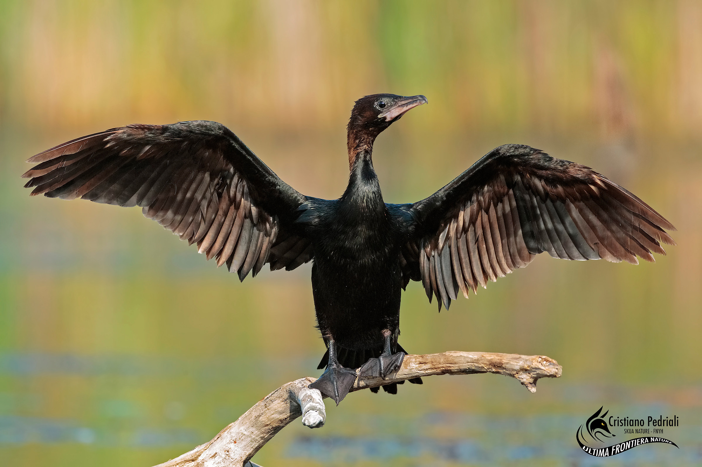 pygmy cormorant
