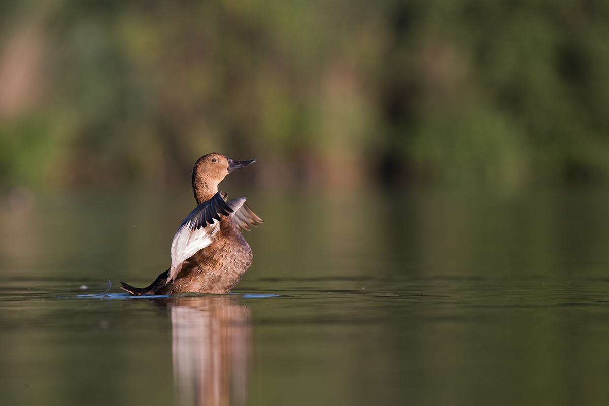 all'alba vincerò!!!!!
