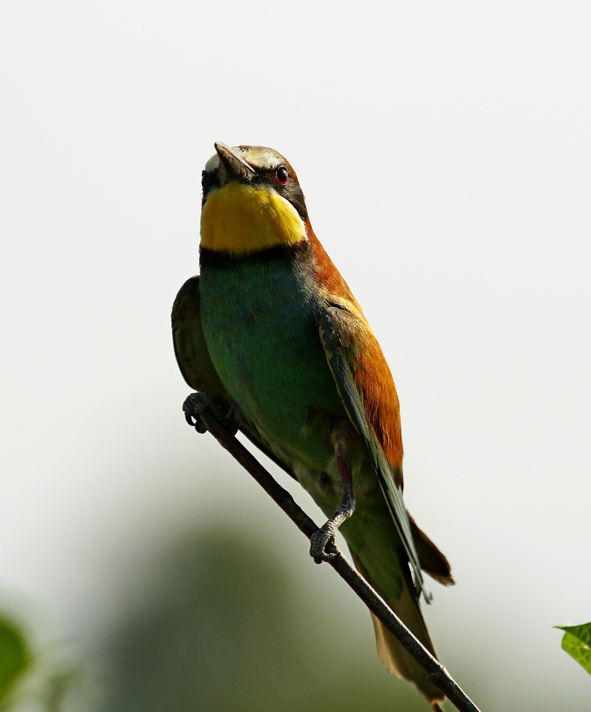 il mio primo gruccione