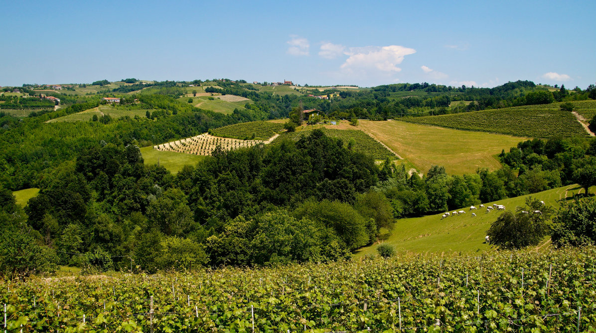 Pastures vineyards and hazelnut